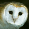 Barnowl's Avatar